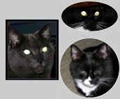 lyric, moonpie, and oz