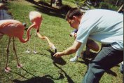 Feeding flamingoes in Sarasota