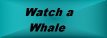 watch whales